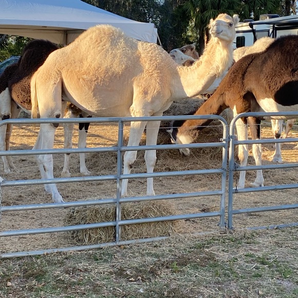 Meet your Posher, Lesly - Picture 9 of 16